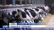 走出乳业发展的“牛”路子