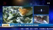 共度晨光